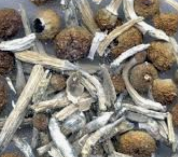 You need a talented criminal lawyer if you have been charged with possession/selling/distributing/intent to distribute mushrooms anywhere in New Jersey.
